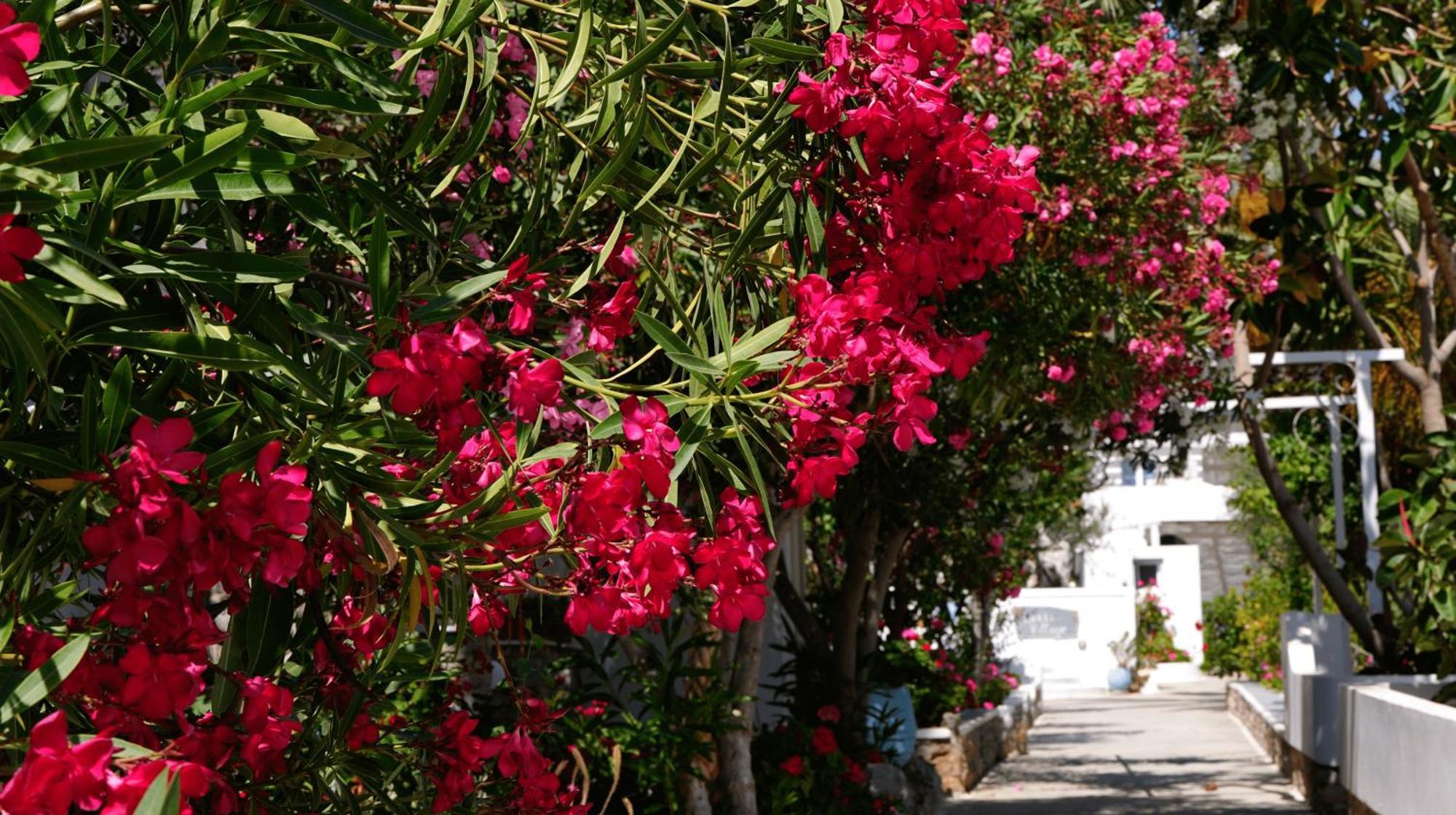 Lakki Village 에얄리 외부 사진
